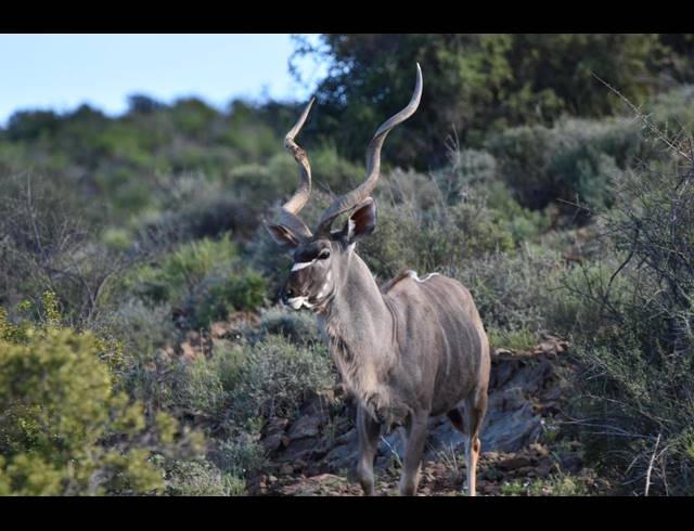 10,000M² VACANT LAND FOR SALE IN LADISMITH RURAL